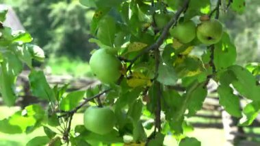 Ağaç dalında sarkan yeşil elmalar ve rüzgarda esen.