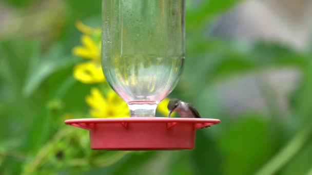 Egy Kolibri Iszik Egy Etetőből Kertben — Stock videók