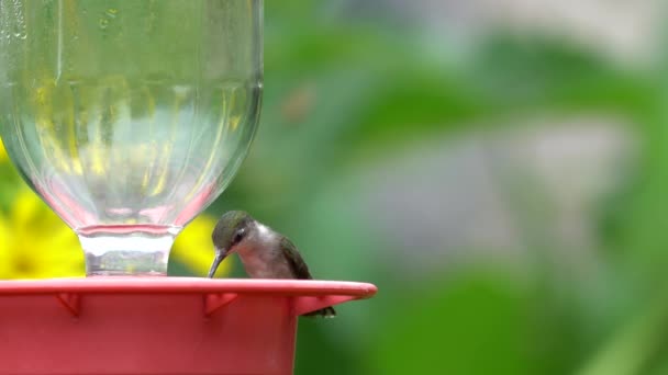 Kolibri Som Dricker Sockervatten Från Matare Trädgård — Stockvideo