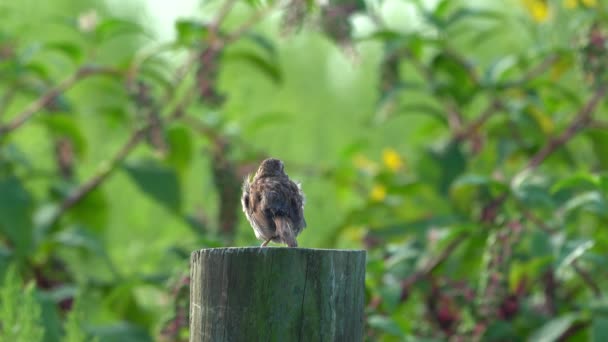 羽の前に柵の上に座っている歌の雀 — ストック動画