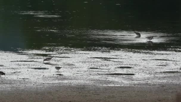 Menos Sandpiper Corriendo Alrededor Costa Fangosa Lago Recogiendo Los Insectos — Vídeos de Stock