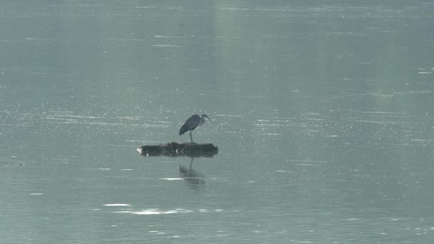 Een Grote Blauwe Reiger Staat Een Half Ondergedompelde Boomstronk Kijkt — Stockvideo