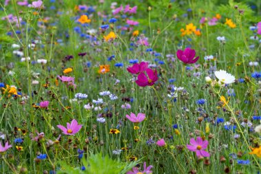 Baharda çok renkli kır çiçeklerinin olduğu bir tarla..