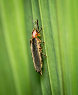 Yeşil bir bitkinin üzerinde Ateşböceği ya da Yıldırım Böceği 'nin yan görüntüsü.