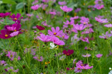Baharda çok renkli kır çiçeklerinin olduğu bir tarla..