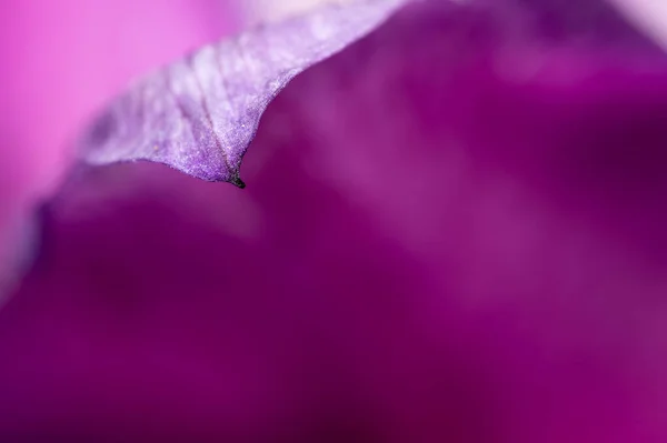 Una Vista Abstracta Una Flor Petall Fondo Púrpura — Foto de Stock