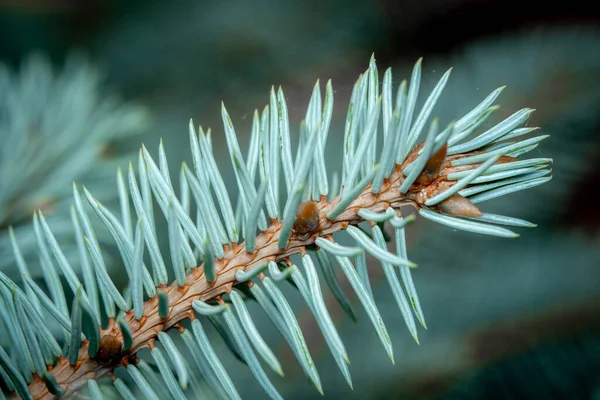 Close Photo Blue Spruce Branch Tip — Stock Photo, Image
