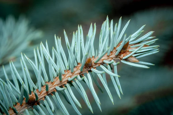 Ein Nahaufnahme Foto Einer Zweigspitze Der Blaufichte — Stockfoto