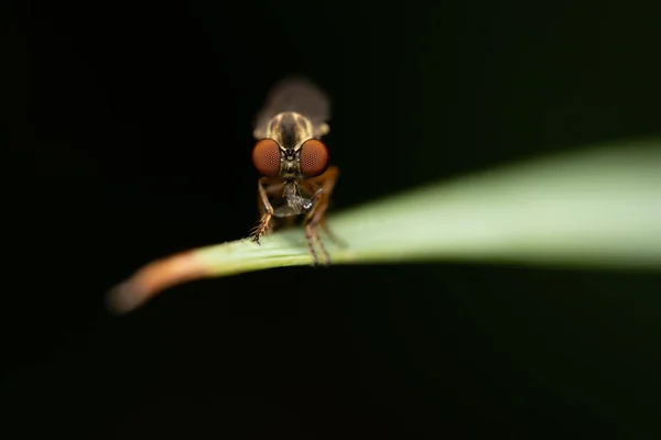 A Holcocephala fusca or robber fly with an insect in it jaws.