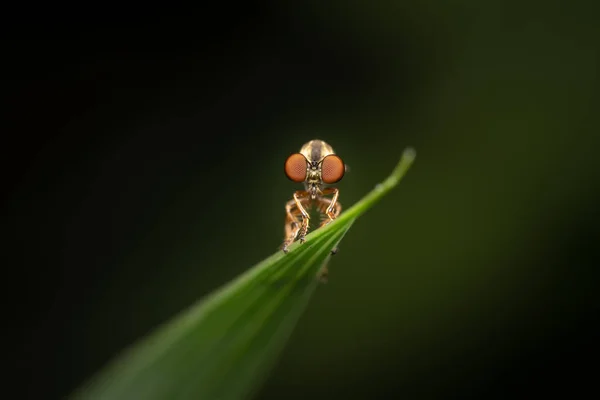 Holcocephala Fusca Una Especie Mosca Ladrona Sobre Fondo Oscuro — Foto de Stock