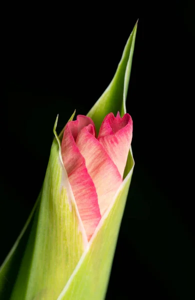 Una Floreciente Flor Iris Sobre Fondo Negro — Foto de Stock