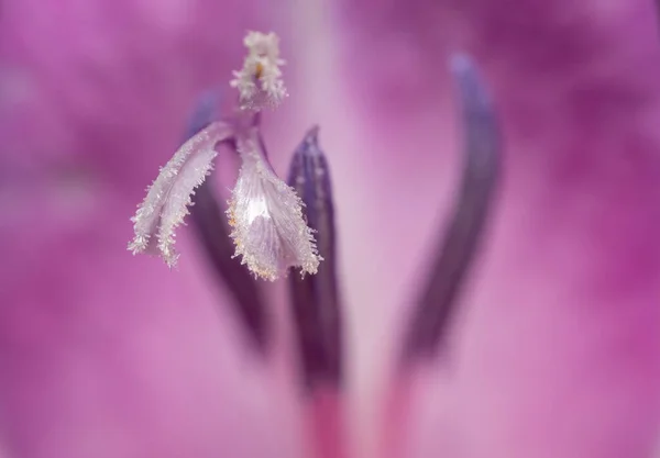 Fondo Abstracto Los Detalles Una Flor Iris Con Espacio Copia — Foto de Stock