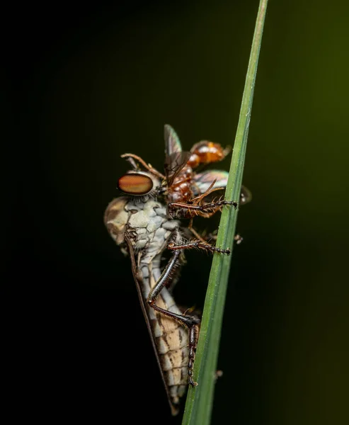 Una Holcocephala Fusca Ladrón Vuelan Con Insecto Sus Mandíbulas — Foto de Stock