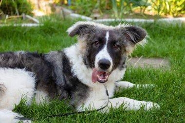 Melez köpek dili dışarıda çimlerin üzerinde uzanıyor ve kameraya bakıyor. Barınaktaki genç ve güzel metis köpeği. Yakın plan..