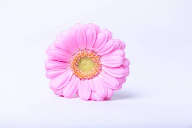 Beyaz arka planda pembe gerbera. Yakın çekim, seçici odaklanma, izole etme.