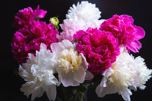 Su damlalı bir buket şakayık. Siyah arka plan. Yakın çekim, seçici odaklanma.