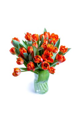 Beyaz arka planda kırmızı-sarı laleler. Yakın plan..