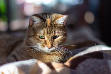 Üç renkli (beyaz, gri, kırmızı) mestizo kedisi yeşil gözlü bir battaniyenin üzerinde yatar. Yüzünde güneş var. Yakın plan, karanlık arkaplan, bokeh.
