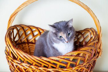 Yerli üç renkli (beyaz, gri, kırmızı) mestizo kedisi sarı-yeşil gözlü büyük kahverengi bir sepette oturur. Yakın plan, hafif arkaplan.