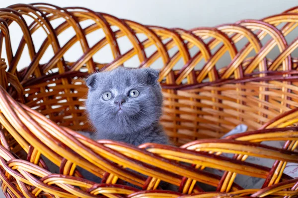 Scottish British Lop Eared Kitten Portrait Baby Cute Scottish Fold — Stock Photo, Image