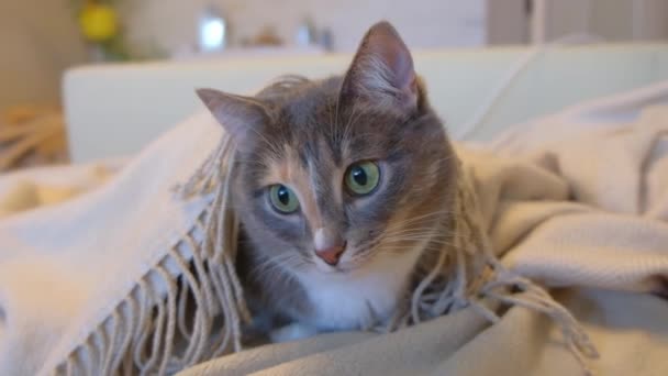 Gato Tricolor Doméstico Engraçado Com Olhos Amarelo Verdes Encontra Sofá — Vídeo de Stock