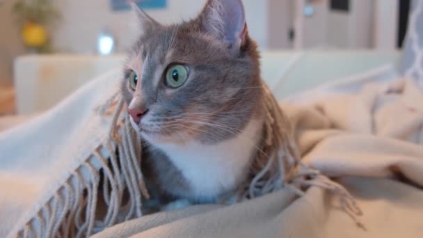 有趣的家养三色猫 黄绿色的眼睛躺在沙发上 躺在毛毯下 饶有兴致地观看着什么 后续行动 — 图库视频影像