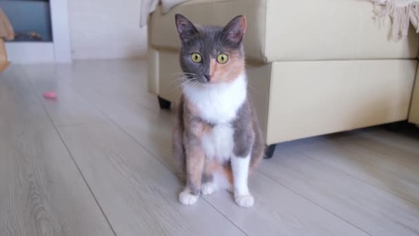 Domestic Tricolor Cat Sits Floor Room Looks Camera Eyes Close — Stock Video