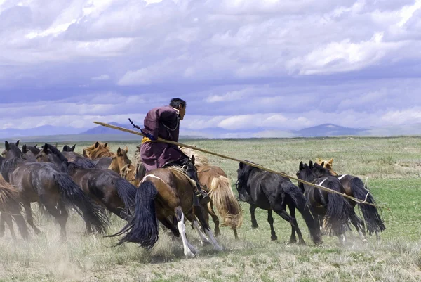 Jeźdźca w Mongolii — Zdjęcie stockowe