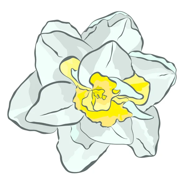 美丽的白水仙 — 图库矢量图片