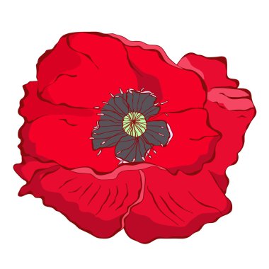 Kırmızı gelinciğin vektör illüstrasyonu