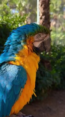 Görkemli mavi ve sarı papağanın gözlerini açması. Ağır çekim. - Evet. Yüksek kalite 4k görüntü