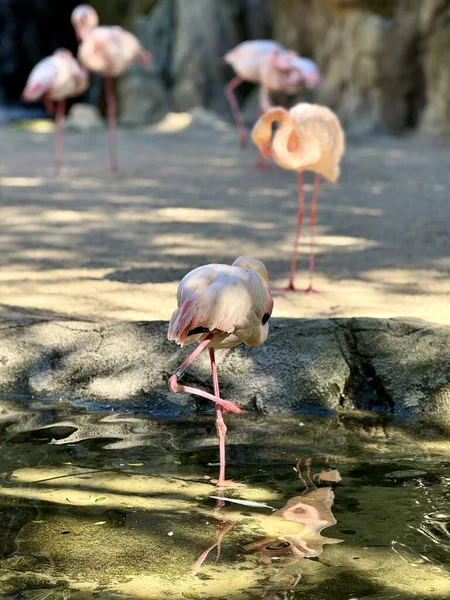 Flamingo uyurken ince bir bacağın üzerinde duruyor. Yüksek kalite fotoğraf