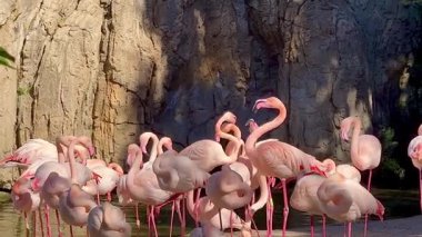 Pembe flamingo sürüsü Vietnam 'da Asya' daki ulusal rezervlerde ormandaki bir nehirde su üzerinde. Yüksek kaliteli FullHD görüntüler