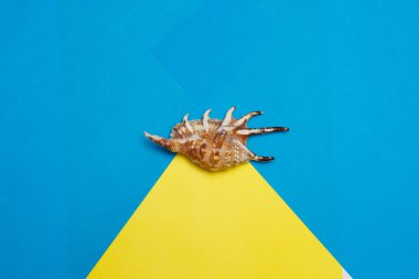 Düz yatıyordu. Üst te. Mavi bir arka plan üzerinde kabukları çeşitli çerçeve. Deniz kabukları ve denizyıldızı pastel . Tatil konsepti