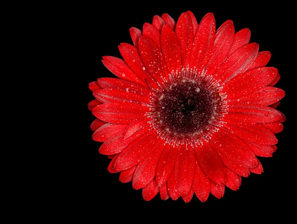 Siyah arka plan üzerine güzel kırmızı gerbera