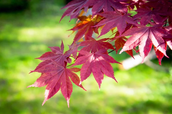 Yeşil bir arka plan üzerinde kırmızı akçaağaç yaprağı