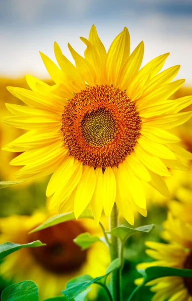 Mavi gökyüzü ile çiftlikte açan ayçiçekleri.