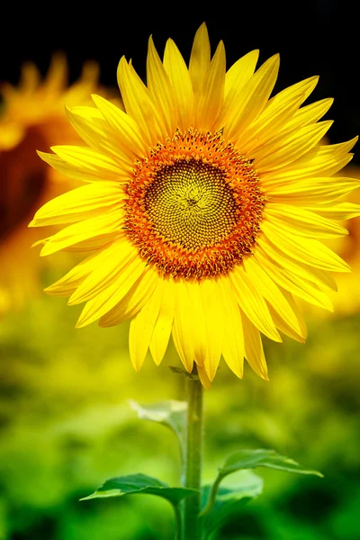 Ayçiçeği güzel sarı çiçek