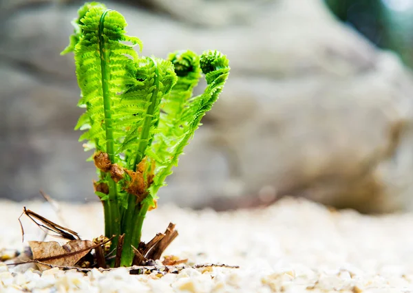 Ormanda eğreltiotu yaprağı