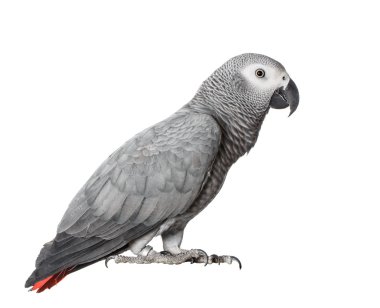 Gray parrot Jaco on a white background clipart