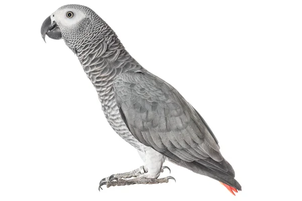 Gri papağan Jaco üzerinde beyaz bir arka plan