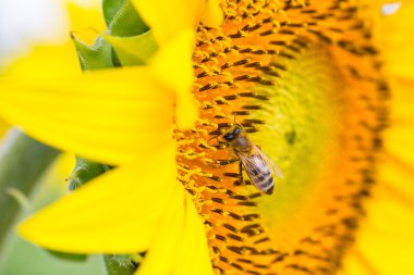 Sarı ayçiçeği üzerinde oturan arı