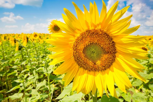 Mavi gökyüzü ile çiftlikte açan ayçiçekleri.