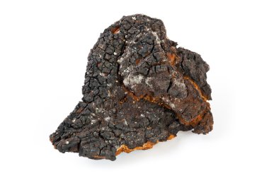 Chaga mantar beyaz bir arka plan üzerinde