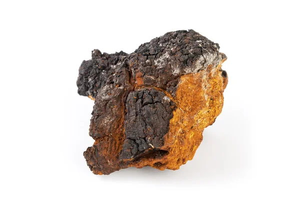 Chaga mantar beyaz bir arka plan üzerinde