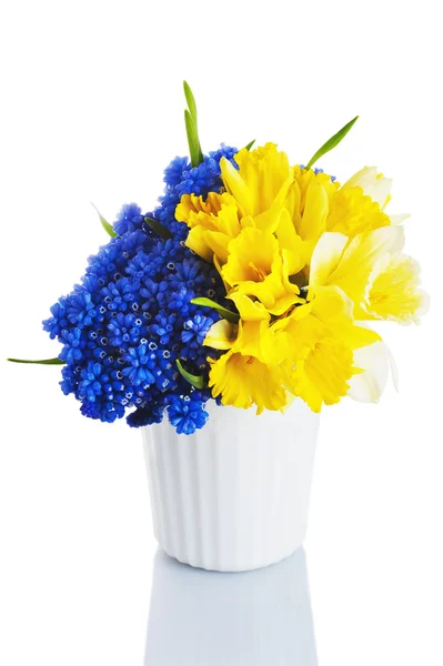 Nergis ve muscari beyaz zemin üzerinde bir vazoda