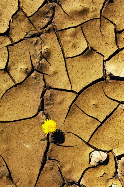 Tierra agrietada y dientes de león — Foto de Stock