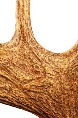 geyik boynuzu beyaz zemin üzerine