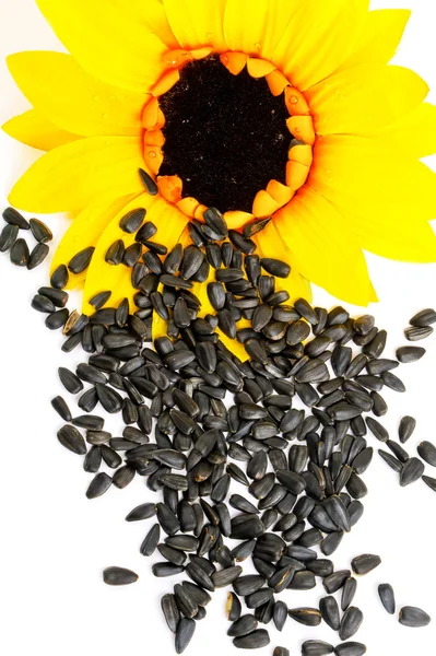 Sunflowers and sunflower seeds — Stock Photo, Image