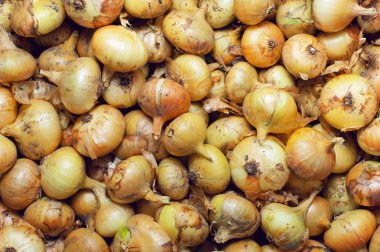 Soğan. Yukarıdan görüntülemek